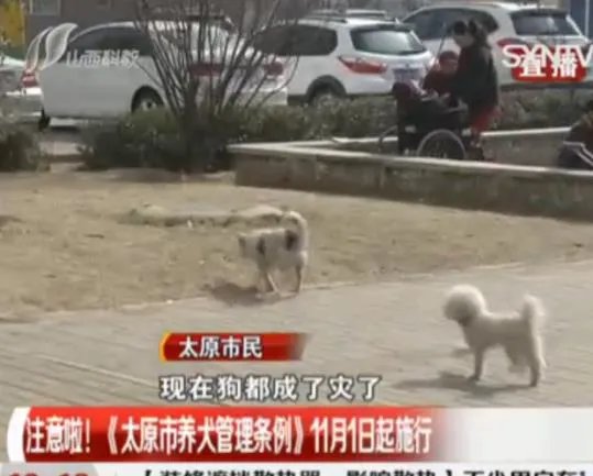 太原最严养狗令正式实施 最严养狗令到底有多严？