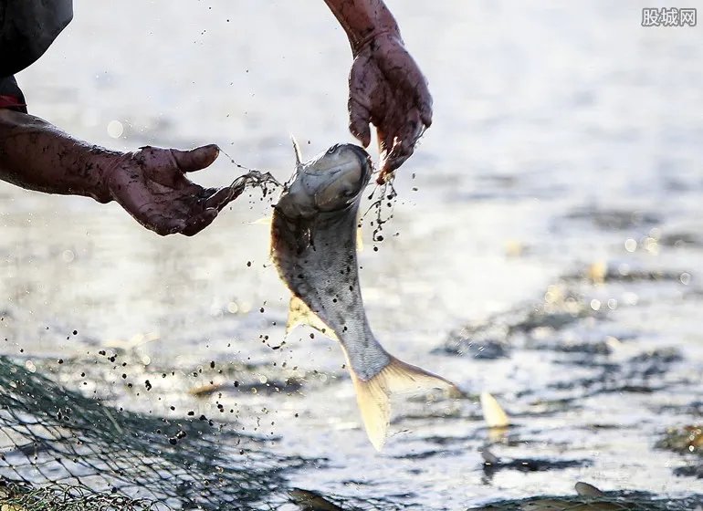 夫妻猎捕胭脂鱼 2017胭脂鱼多少钱一斤