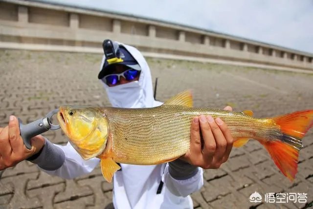 除了《游钓中国》，你还喜欢什么钓鱼类视频？