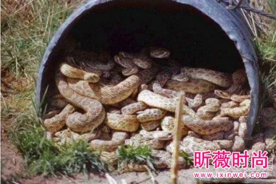 男子维修管道:竟发现骇人一幕（图）