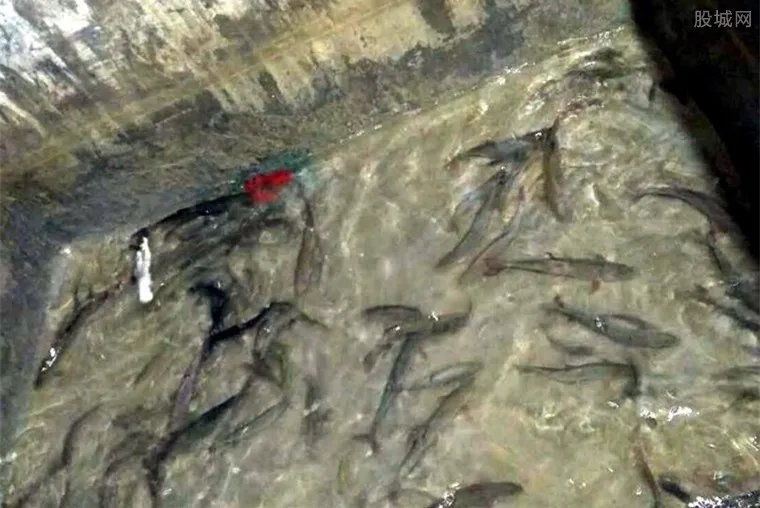 农户挖出神秘鱼泉 每天涌入百斤河鱼年收入达30万