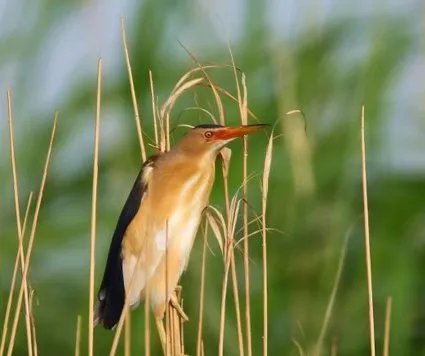 小鸟遇人僵直脖子伪装枯草，这种鸟有什么生活习性？