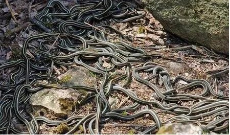 农村劳动竟发生怪事 想起都后怕!（组图）