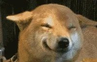 微笑狗原图恐怖照片 真正的微笑狗长什么样