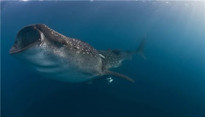 世界上最大的鱼类是什么 世上最大的鱼是什么鱼