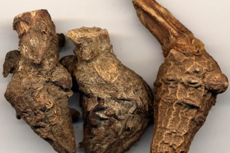 血乌草药与功能图片