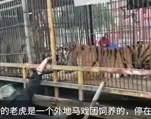 大爷喂老虎手被咬是什么情况？