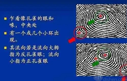 孔雀眼指纹形状 孔雀眼指纹的性格