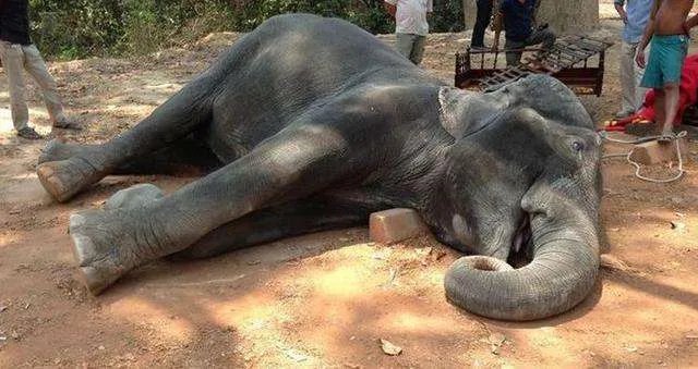 蓝藻细菌致数百头大象死亡,这种细菌是从哪里来的?