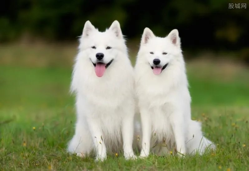 你见过狗结婚吗？外国土豪花上万为狗办婚礼