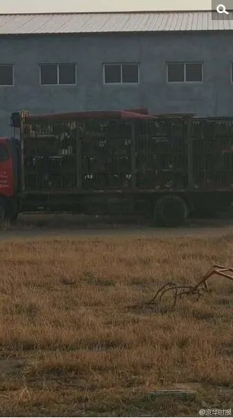 高速上拦截运狗车被撞 寻狗志愿者3人受伤