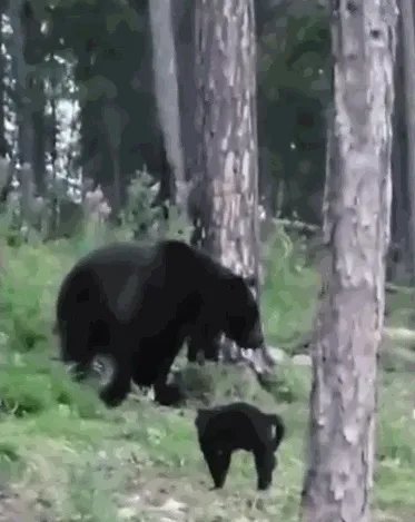 俄罗斯一黑猫逼退棕熊 网友：是不是罗小黑？