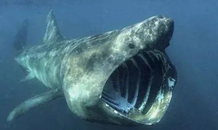 姥鲨:世界十大最恐怖鲨鱼之一,但目前数量非常稀少
