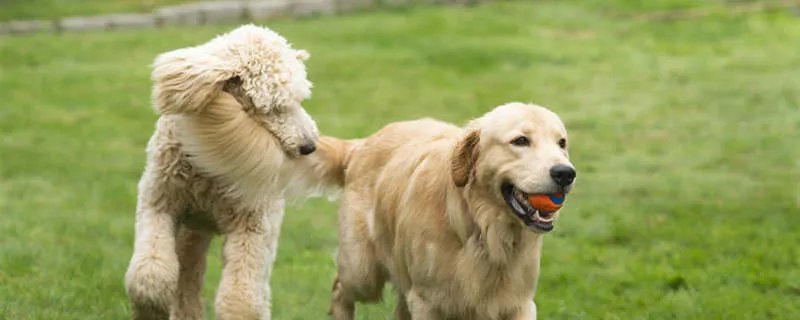 巨贵犬好养吗 养巨贵犬注意事项