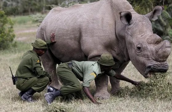 白犀牛接受安乐死为何会引起人们关注？