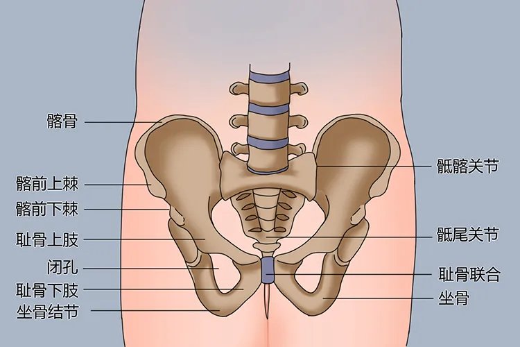 孕妇耻骨在哪个位置的图片