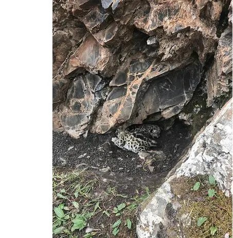 青海首次发现雪豹是怎么回事？