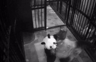 熊猫日本首次产子性别是什么？