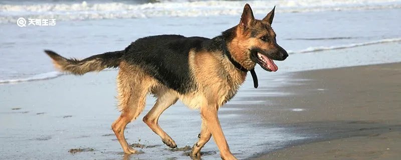 怎么鉴定纯种小德牧