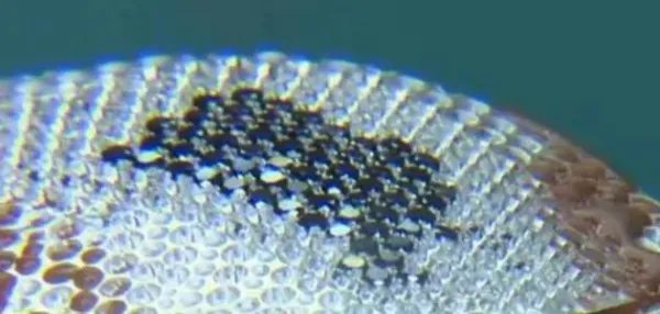 中国商人买下标价1000万元口罩,这只口罩有何特别之处?