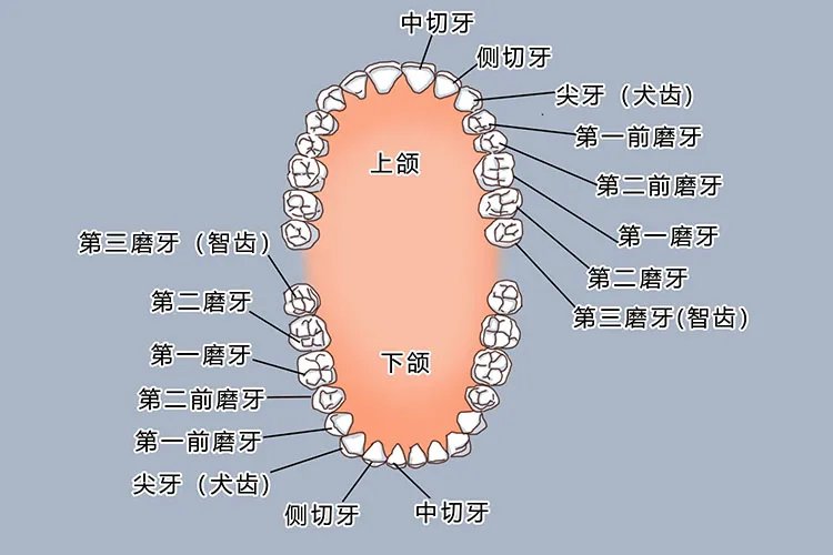 儿童牙齿图片和牙名称