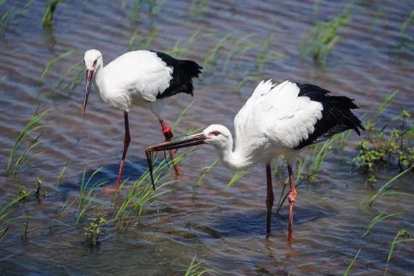 东方白鹳撞树致嘴基部骨折,东方白鹳是一种什么生物?