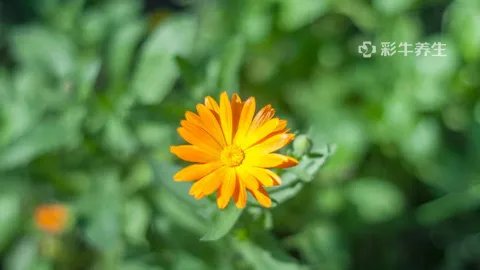 灯盏花的功效与作用