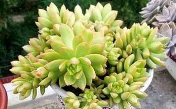 中元节为什么不宜扫墓 哪三种人不宜上坟