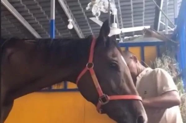 救男孩的两匹马病危,它们做了什么?