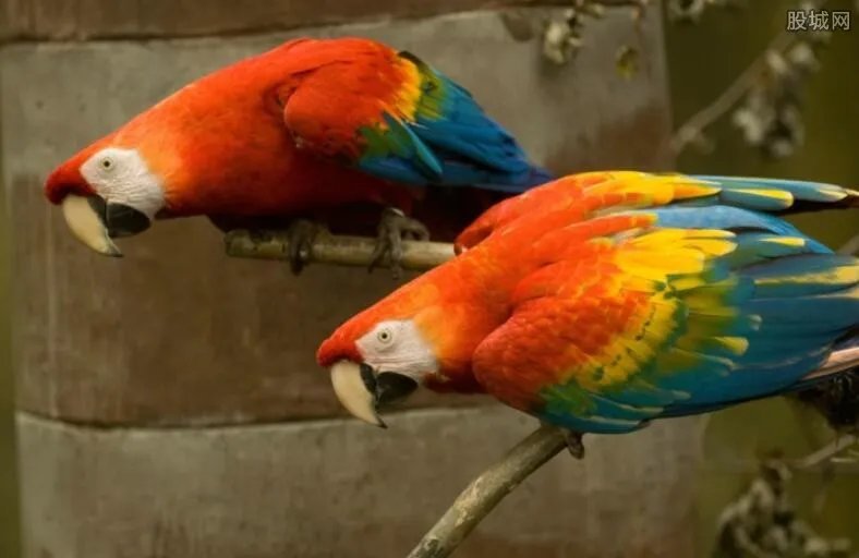 丈夫去世投胎成小鸟被妻子买回 竟想与妻子再续前缘