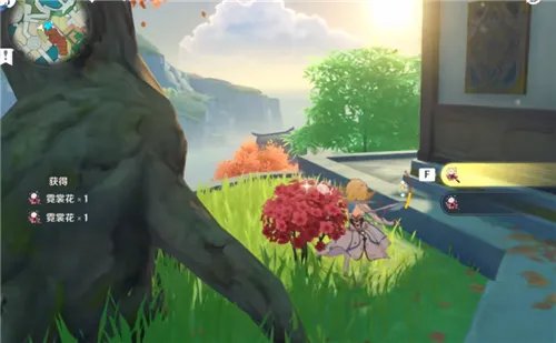 原神霓裳花在哪采集