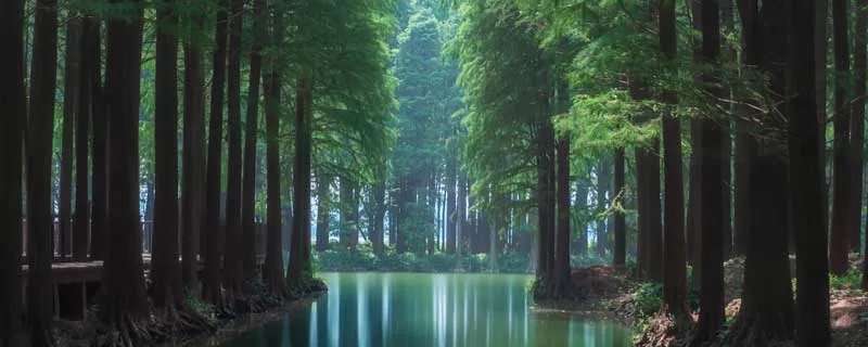 三人不抱树的意思是什么