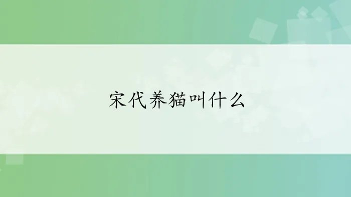 宋代养猫叫什么
