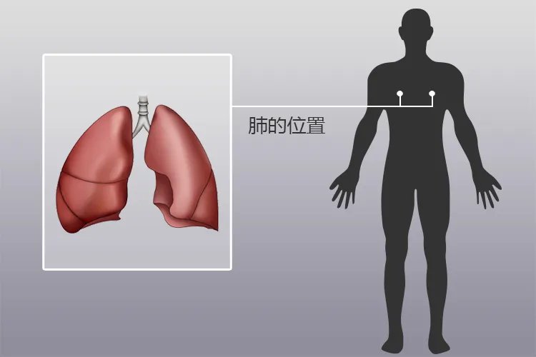 人体内脏位置分布示意图