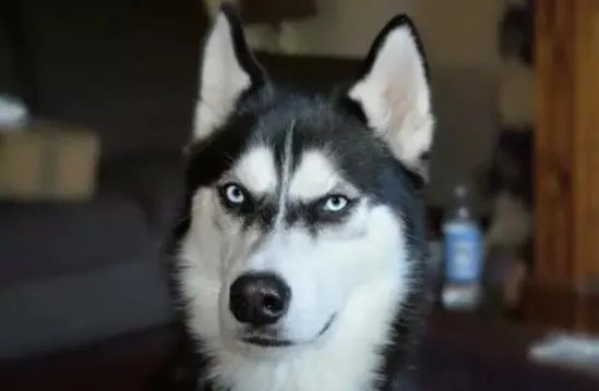 男孩被二哈扑咬是怎么回事？