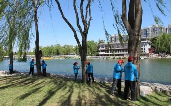 北京治理杨柳的原因是什么？