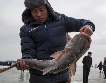 吉林头鱼拍出天价 拍出918888元天价