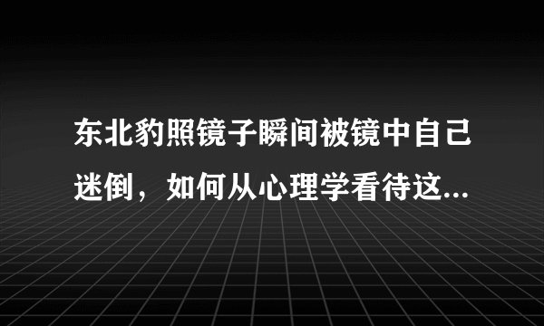 东北豹照镜子瞬间被镜中自己迷倒，如何从心理学看待这一举动？