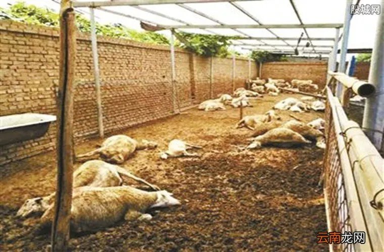 大葱毒死羊案获刑,山东大葱毒死羊是真的吗