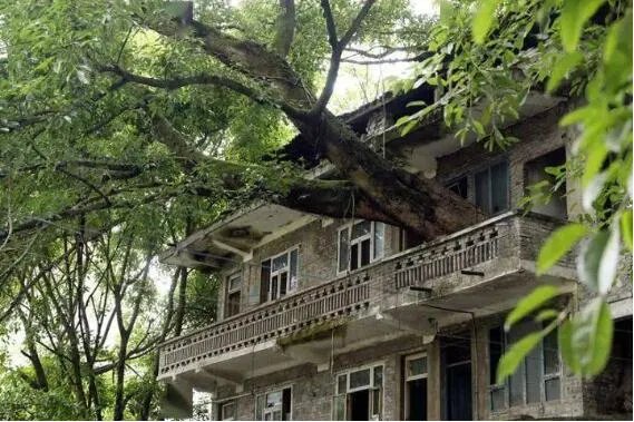 重庆400年老树穿楼生长 现场画面曝光十分的震撼