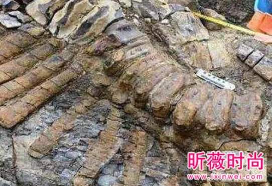 两兄弟挖出古墓 竟藏千年龙脉（图）