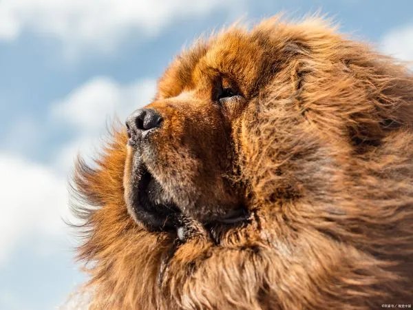 最厉害的藏獒和狼打架谁厉害？