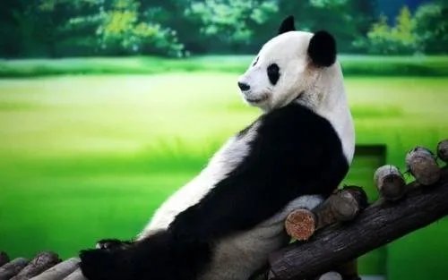 秦岭主峰5年来首现野生大熊猫，这一发现代表了什么？