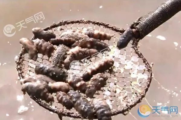 大连海参被热死 每天死2000斤辽宁局地破40℃