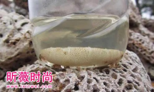 30年的蚁后竟长这样你一定没见过（组图）