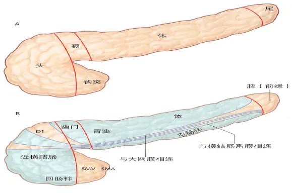 胰腺在人体什么位置图解