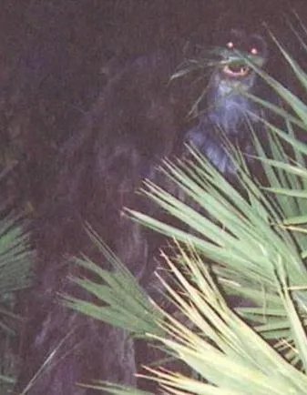 网上疯传的诡异照片!竟然无解（诡异照片图集）