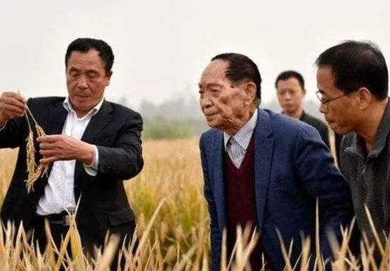 袁隆平团队沙漠海水稻再丰收，最高产量达到了多少？