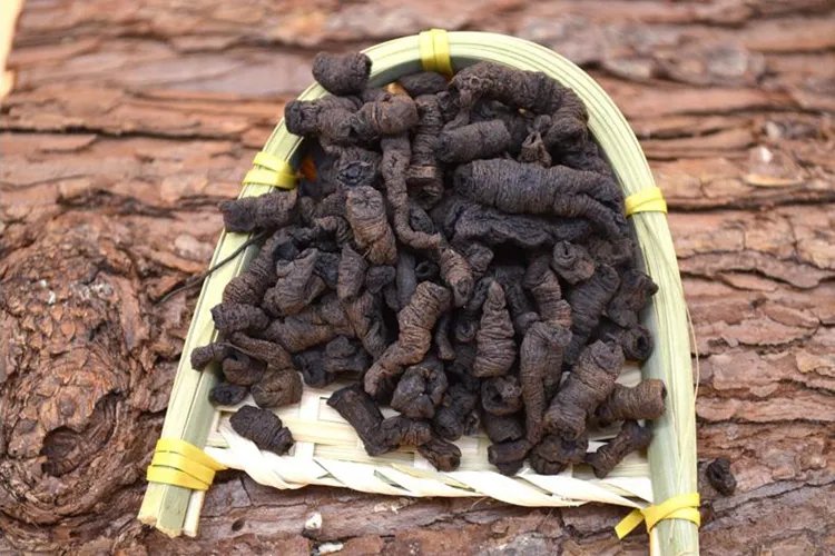 巴戟天高清图片大全