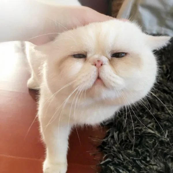 海航允许携带宠物进入客舱有什么规定？